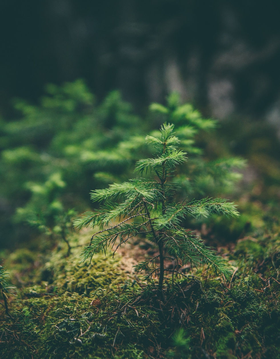 Forest Management Services