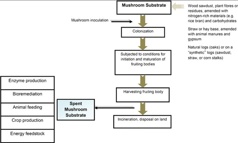 The-mushroom-production-cycle-from-prepa