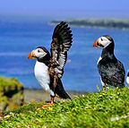Puffins