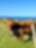 Another Highland Cow