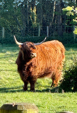 The Highland Cow