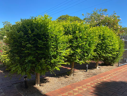 Trees before trimming
