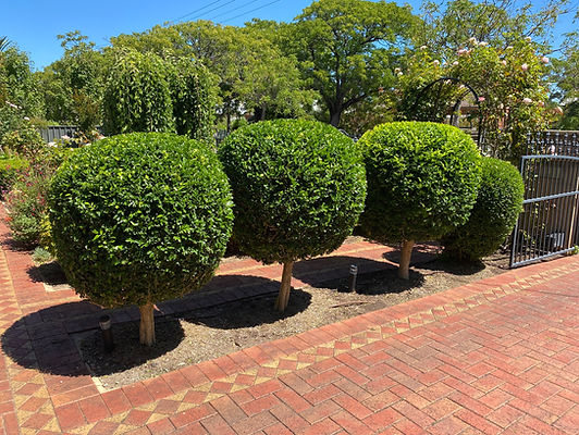 Trees after trimming
