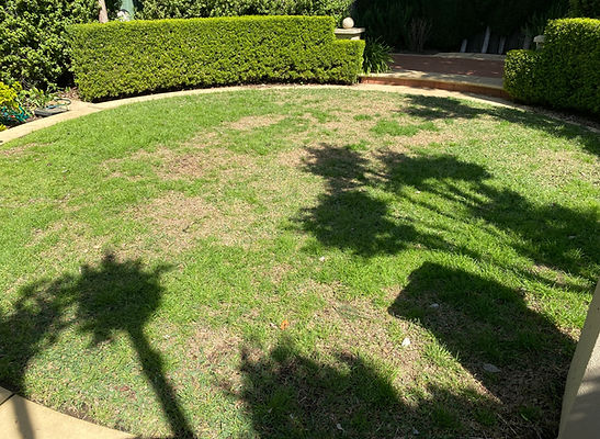 Lawn care - before