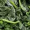 Thumbnail: IQF Frozen Spinach chopped
