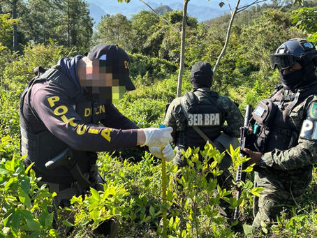 Erradican cultivo ilícito de arbusto de hoja de coca en Santa Bárbara