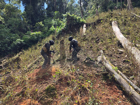 FF.AA. asegura plantación de supuesta hoja de coca en Colón