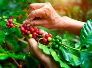 El precio internacional del café alcanza máximos históricos a inicios de 2026