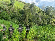 FF.AA. ‎erradica cultivo de supuesta marihuana en Colón