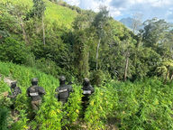 FF.AA. erradica cultivo de supuesta marihuana en Colón