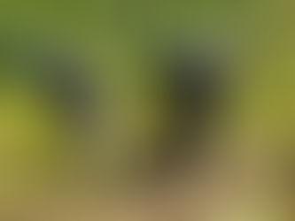 FF.AA. erradica más de 35 mil arbustos de hoja de coca provenientes de cultivos ilícitos localizados en el atlántico