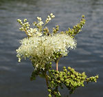 20140715Filipendula_ulmaria.jpg