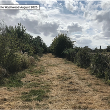 Hedgelaying season is on the horizon