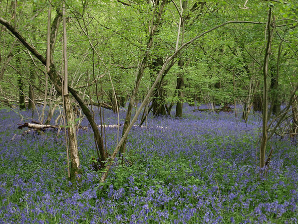 Singe Wood 2.JPG