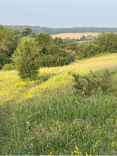 Summer at Wigwell