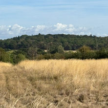 Summer at Gibbets Hill