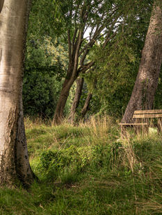 Trees - nature's air-conditioning system
