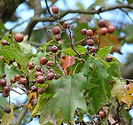 wild service tree.jpeg