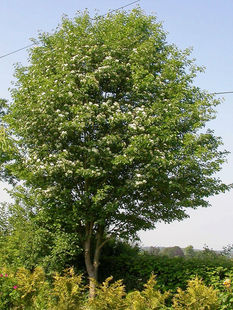 The Wild Service Tree