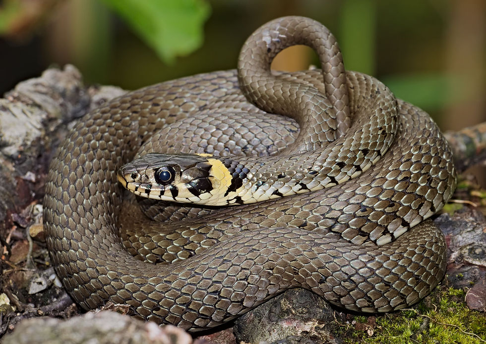 Reptile ramble at Wigwell