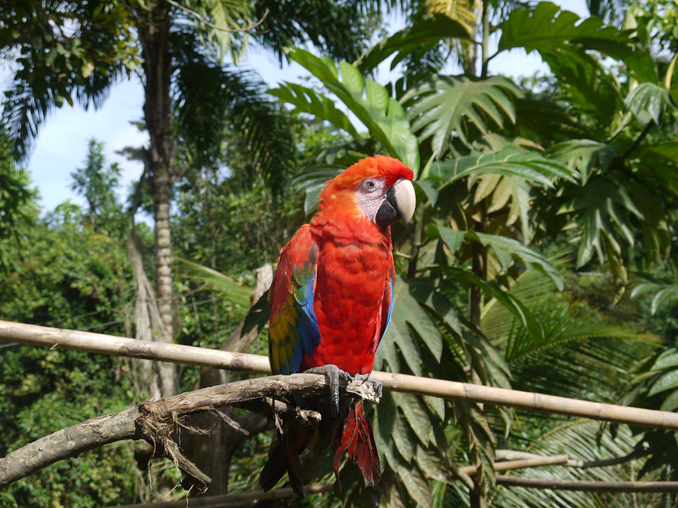 Around Manu National Park