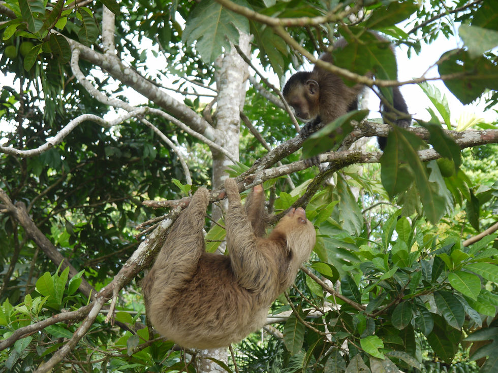 Around Manu National Park