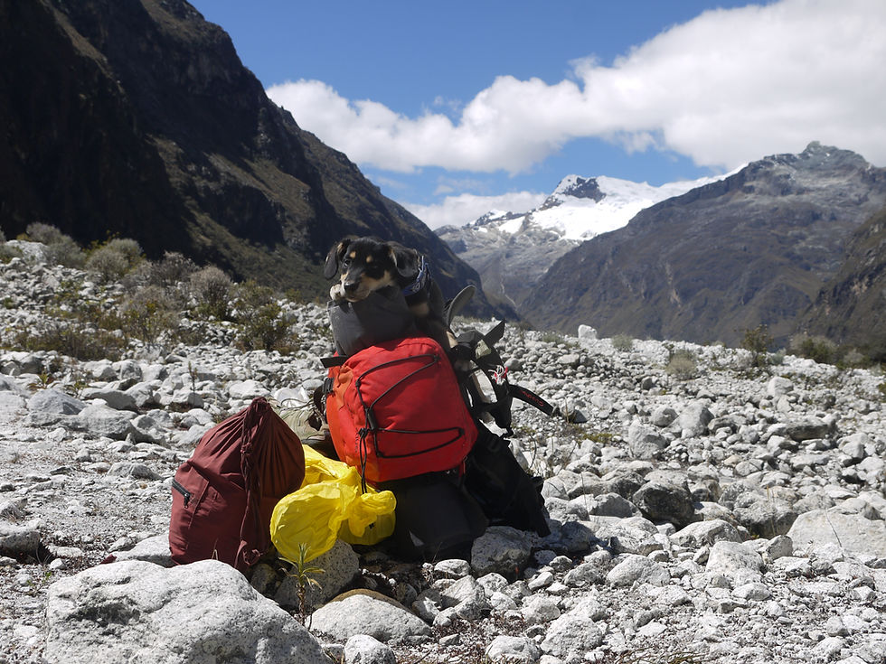 Trekking con perro
