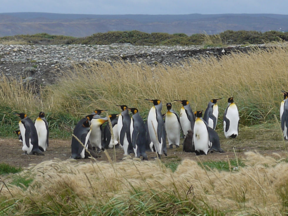 Porvenir King Penguin Reserve
