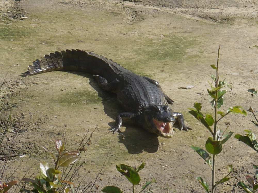 Gran Pantanal