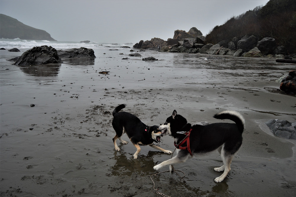Con perro Harris Beach State Park Oregon