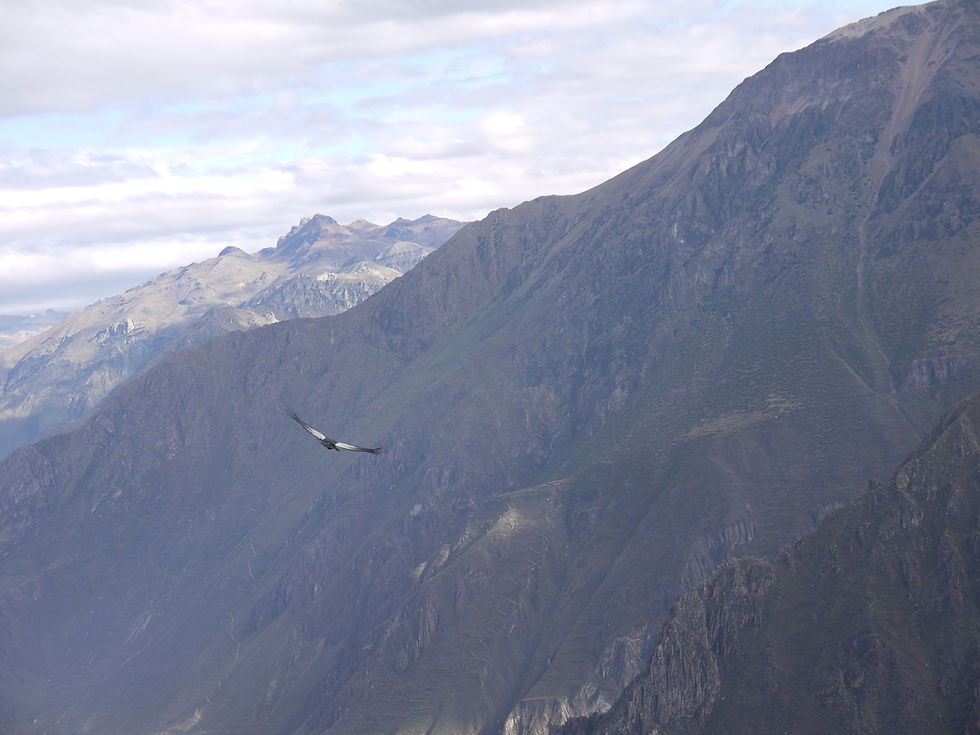 Colca Canyon Peru