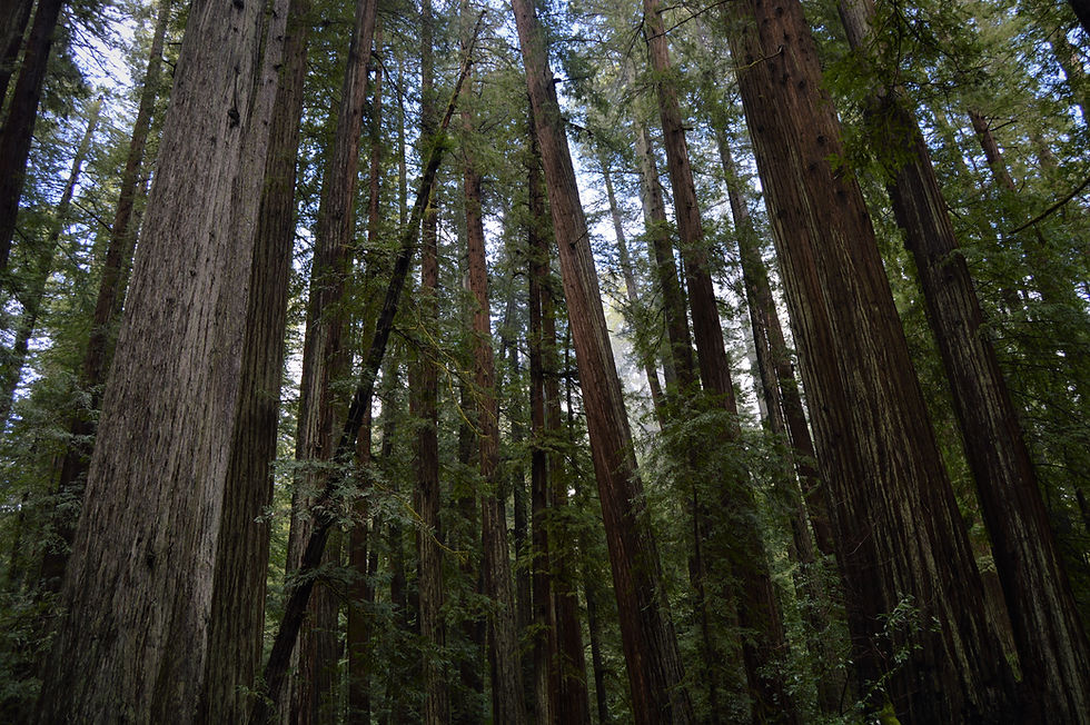 Humboldt Redwoods State Park y Redwood National and State Park