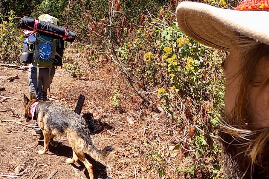 GoPro camera films from over man's shoulder of dog and woman on hiking trail