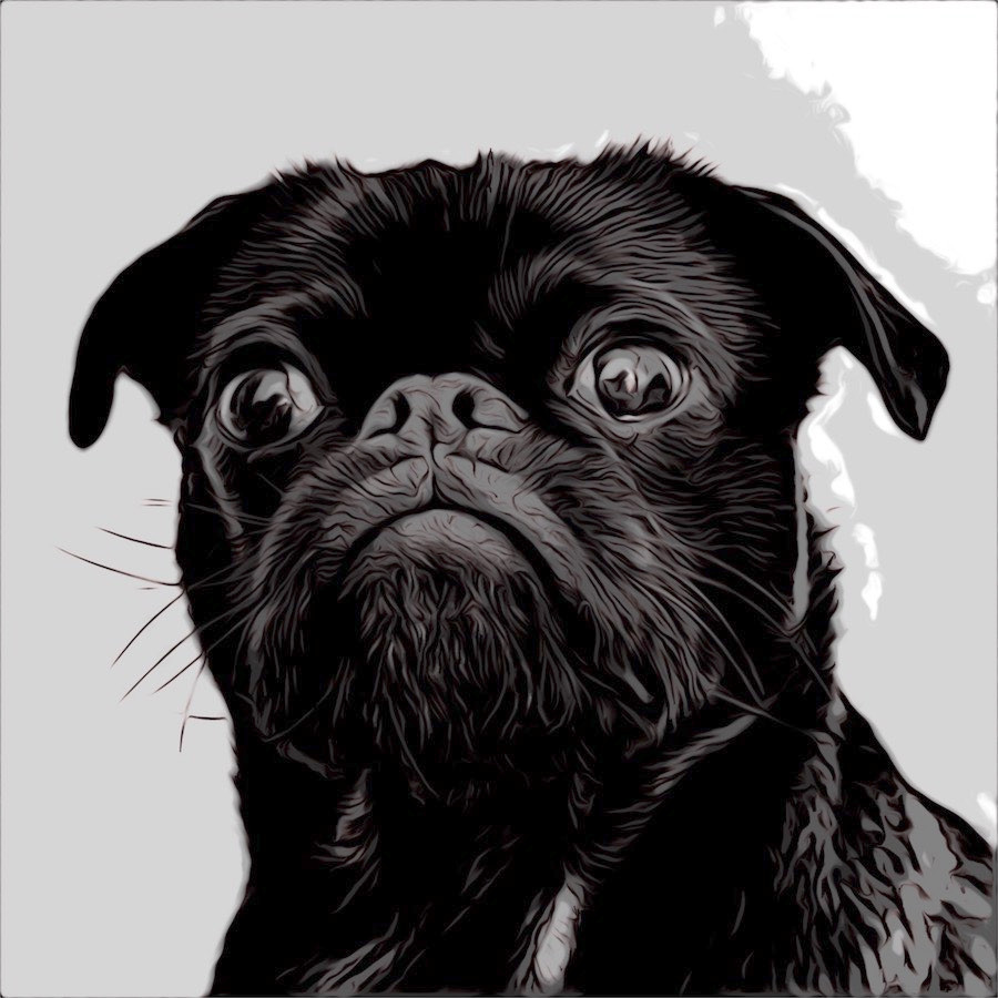 Comic cartoon black pug with pursed lips and intent face