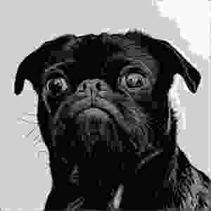 Comic cartoon black pug with pursed lips and intent face