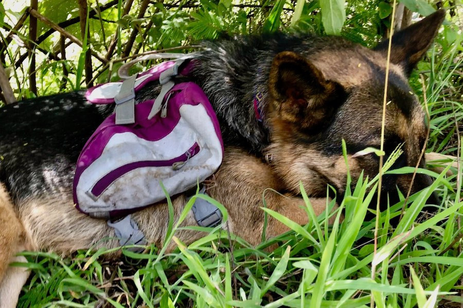 German Shepherd Moxie rests in the shade while wearing her Kurgo Baxter Backpack