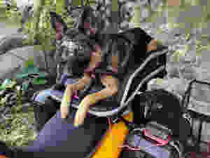 German Shepherd dog wearing Rex Specs eye protection in motorcycle dog carrier
