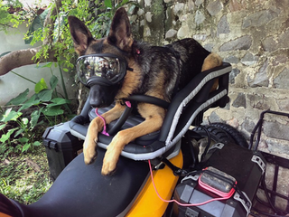 rex specs german shepherd