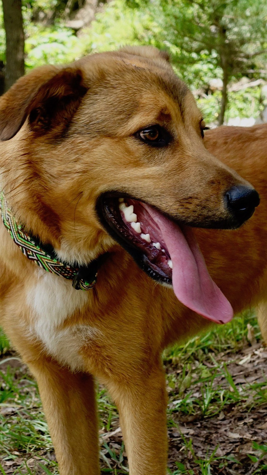 yellow dog with long tongue