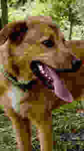 yellow dog with long tongue