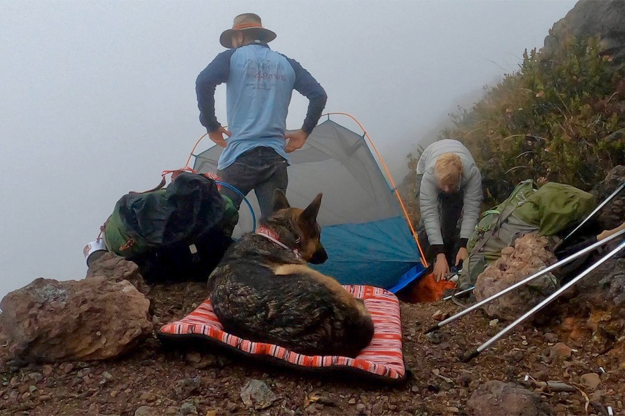 German shepherd dog lies on travel dog bed while man and woman set up text on mountainside.