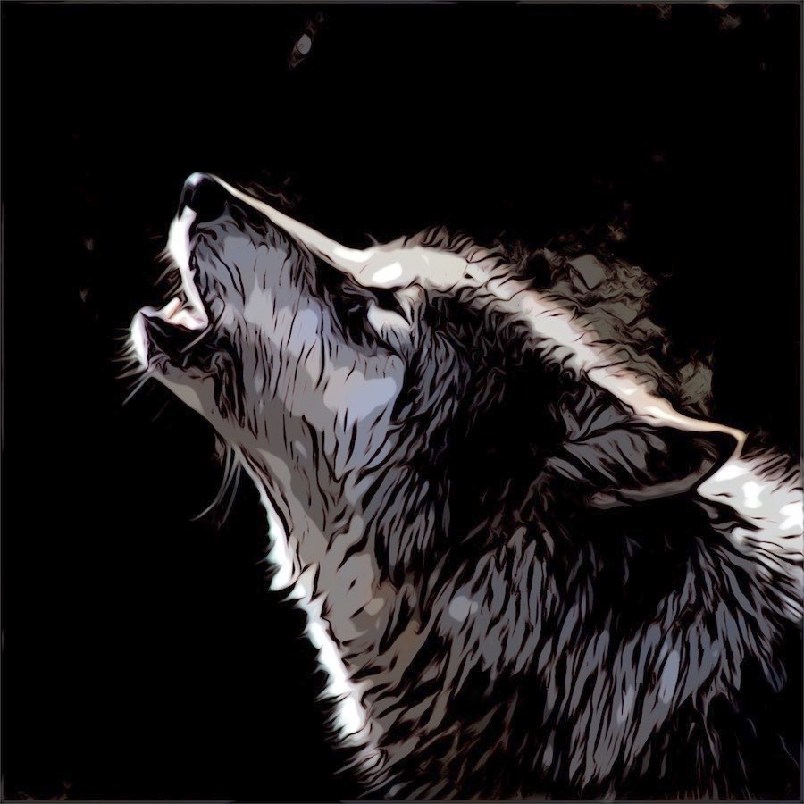 Comic cartoon wolf raising head and howling at dark sky
