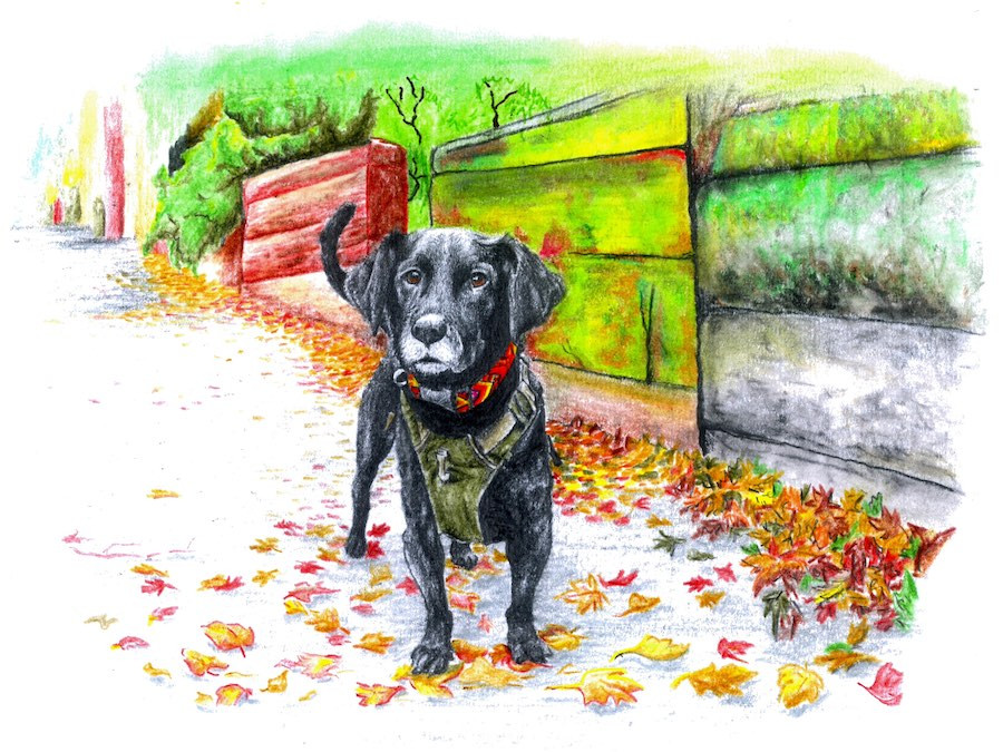 Black dog on street wears handmade macrame collar from Guatemala