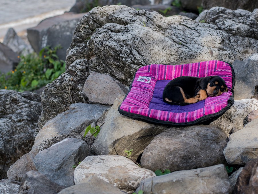 brown and black puppy dog sleeps on large dog travel bed on rocky outcrop