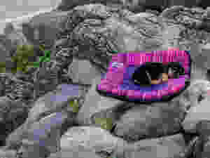 brown and black puppy dog sleeps on large dog travel bed on rocky outcrop