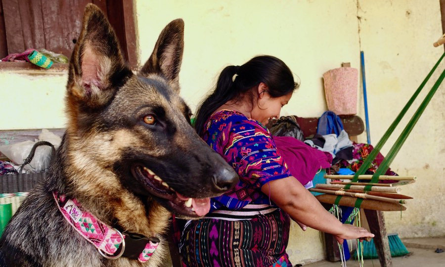 German Shepherd wears handmade dog collar while indigenous artisan weaves