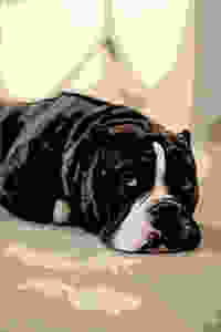 Black and white pit bull lays on grand looking very sad and scared