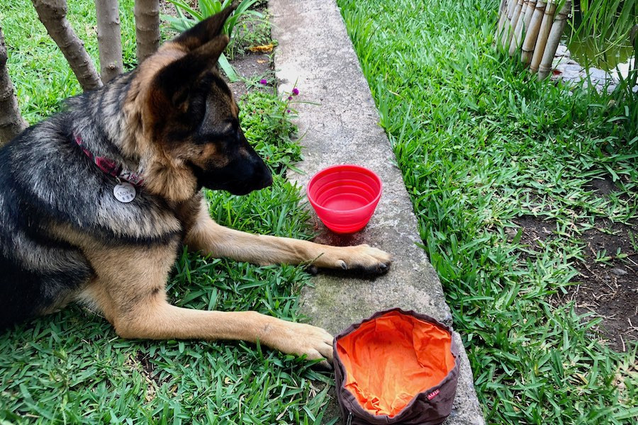 German Shepherd Moxie decides between a cloth or silicone collapsible travel bowl