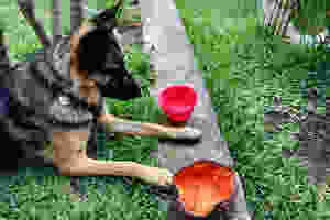 German Shepherd Moxie decides between a cloth or silicone collapsible travel bowl