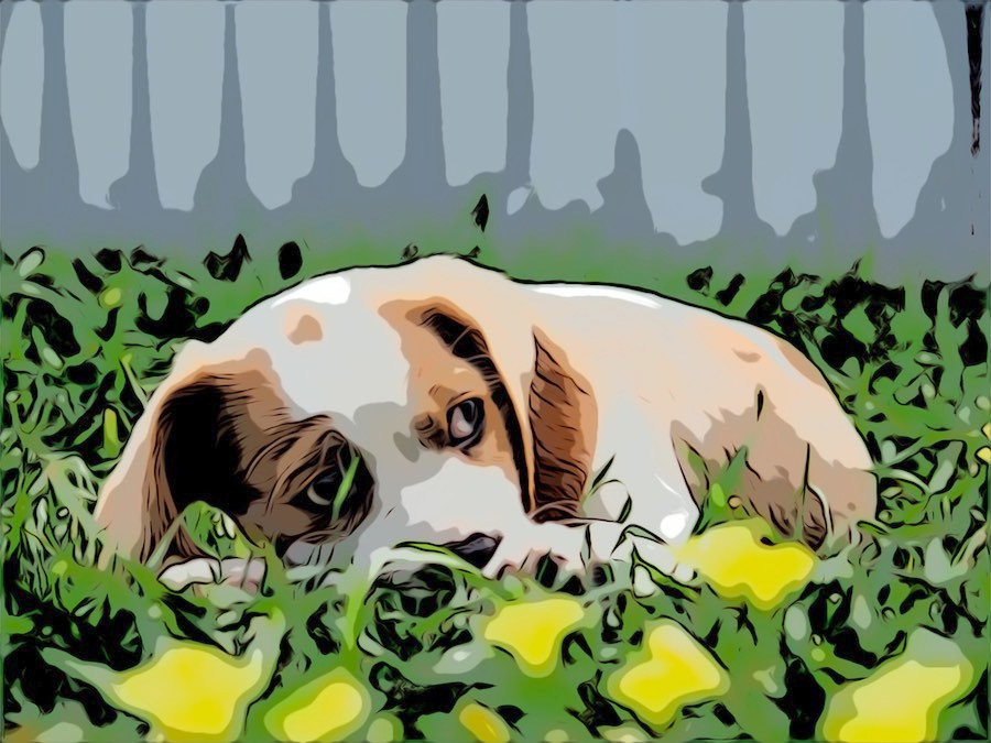 Small brown and white puppy hides scared in grass
